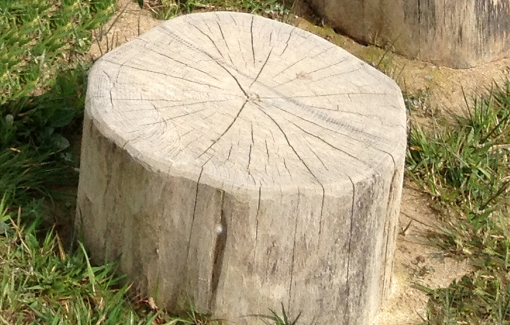 Die Stämme der Hüpfpalisaden